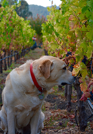 Colby checking out the grapes