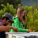 Megan helping with harvest